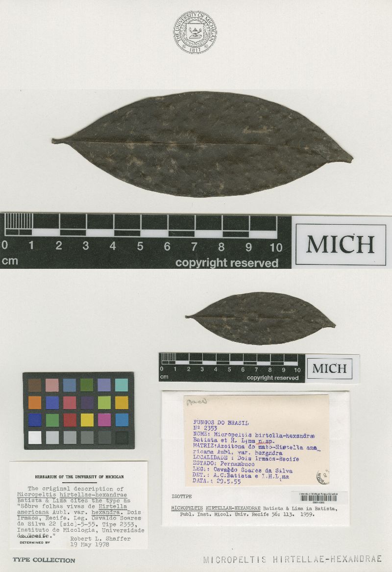 Micropeltis hirtellae-hexandrae image