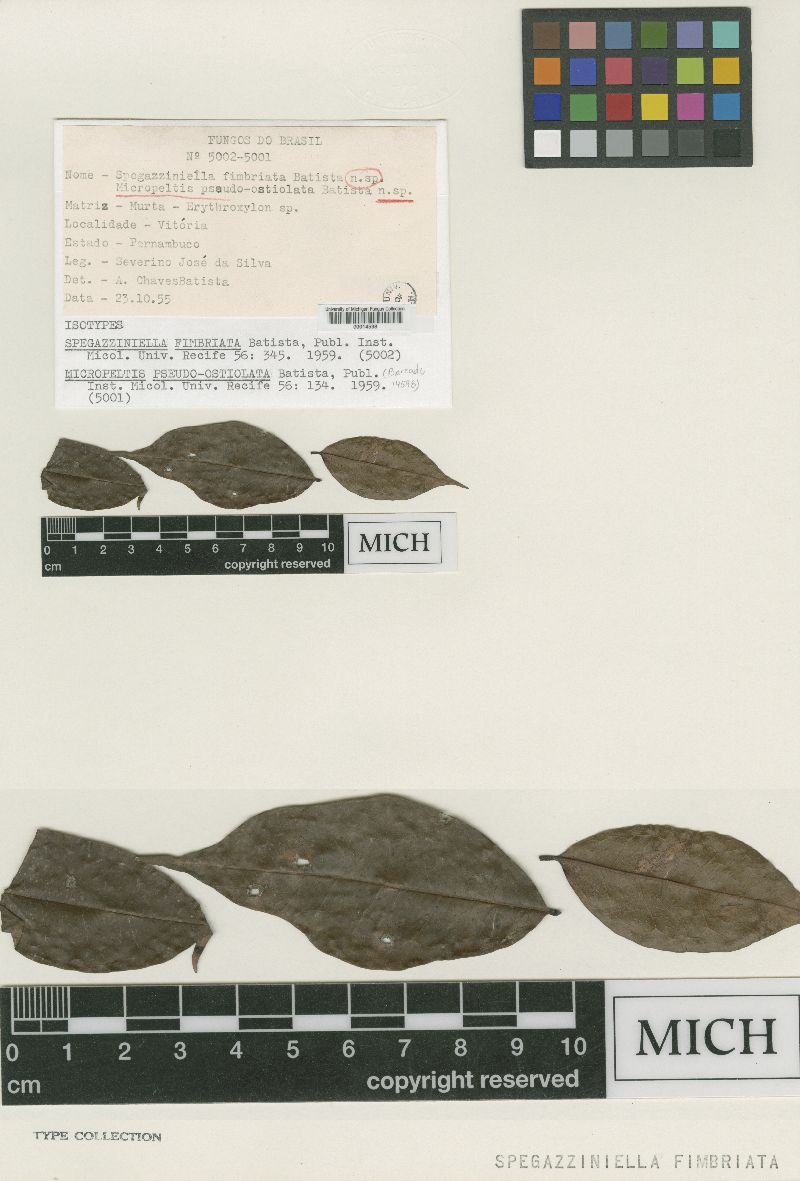 Micropeltis pseudo-ostiolata image