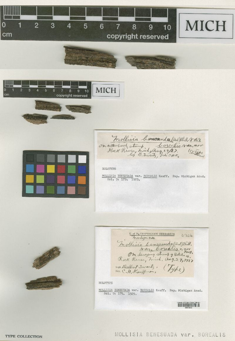 Mollisia benesuada var. borealis image