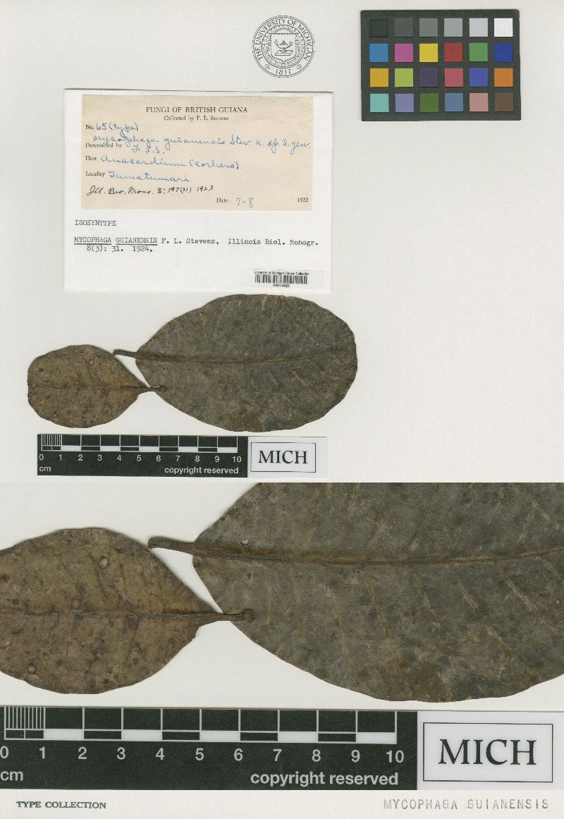 Mycophaga guianensis image
