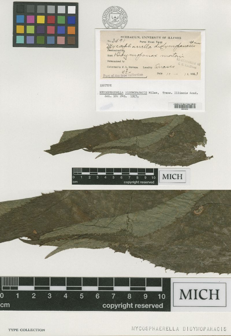 Mycosphaerella deutziae image