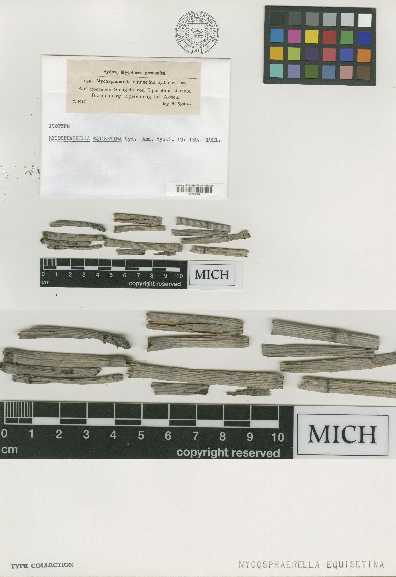 Mycosphaerella equisetina image