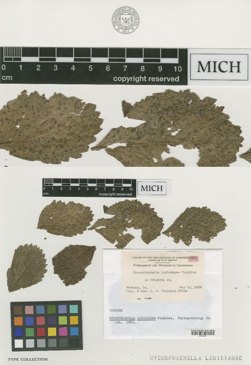 Mycosphaerella louisianae image