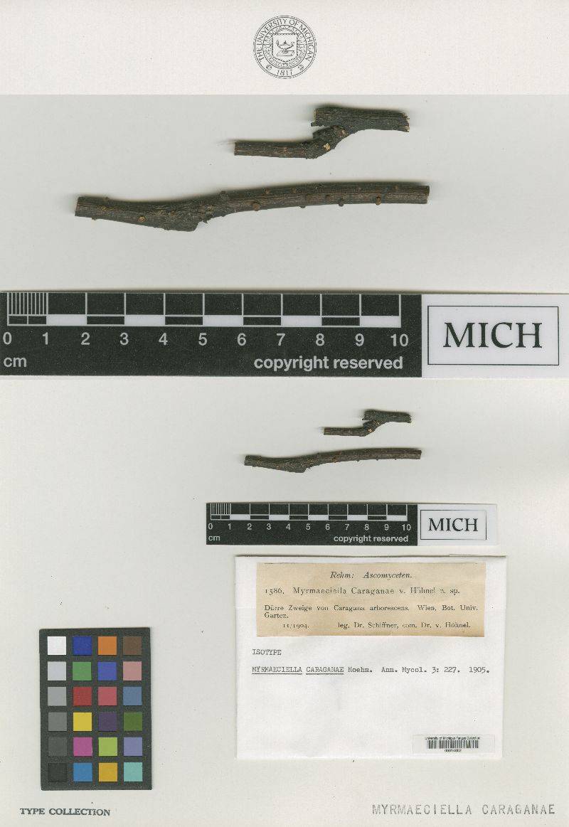 Stromatonectria caraganae image