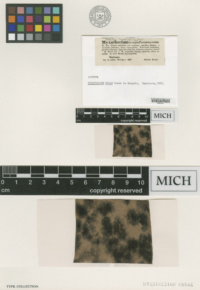 Myxothecium musae image