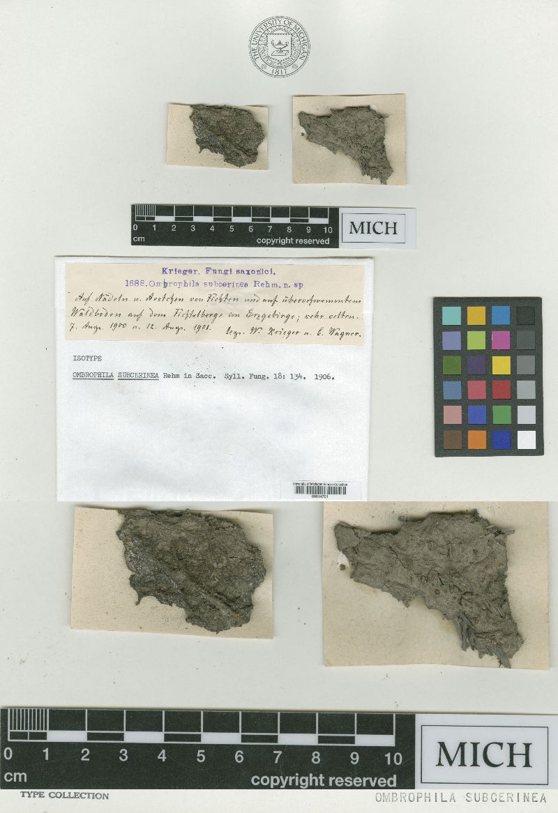 Ombrophila subcerinea image