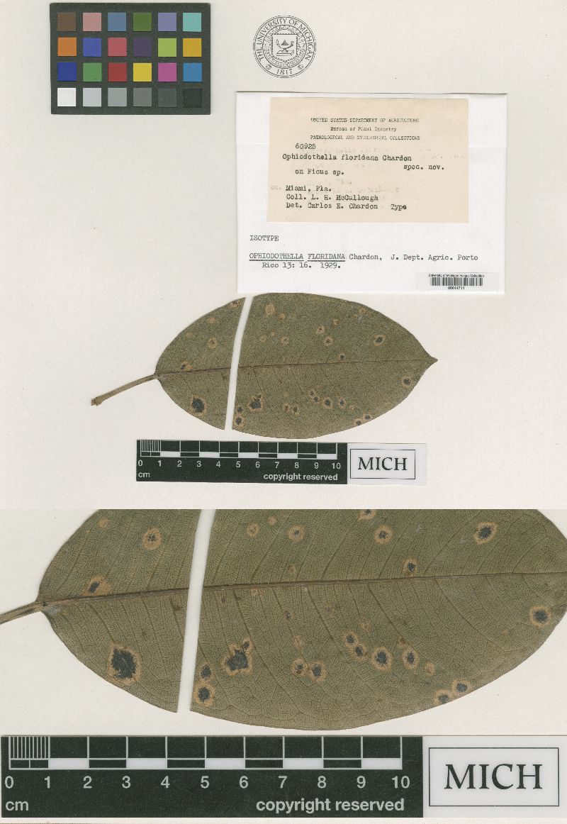 Ophiodothella floridana image