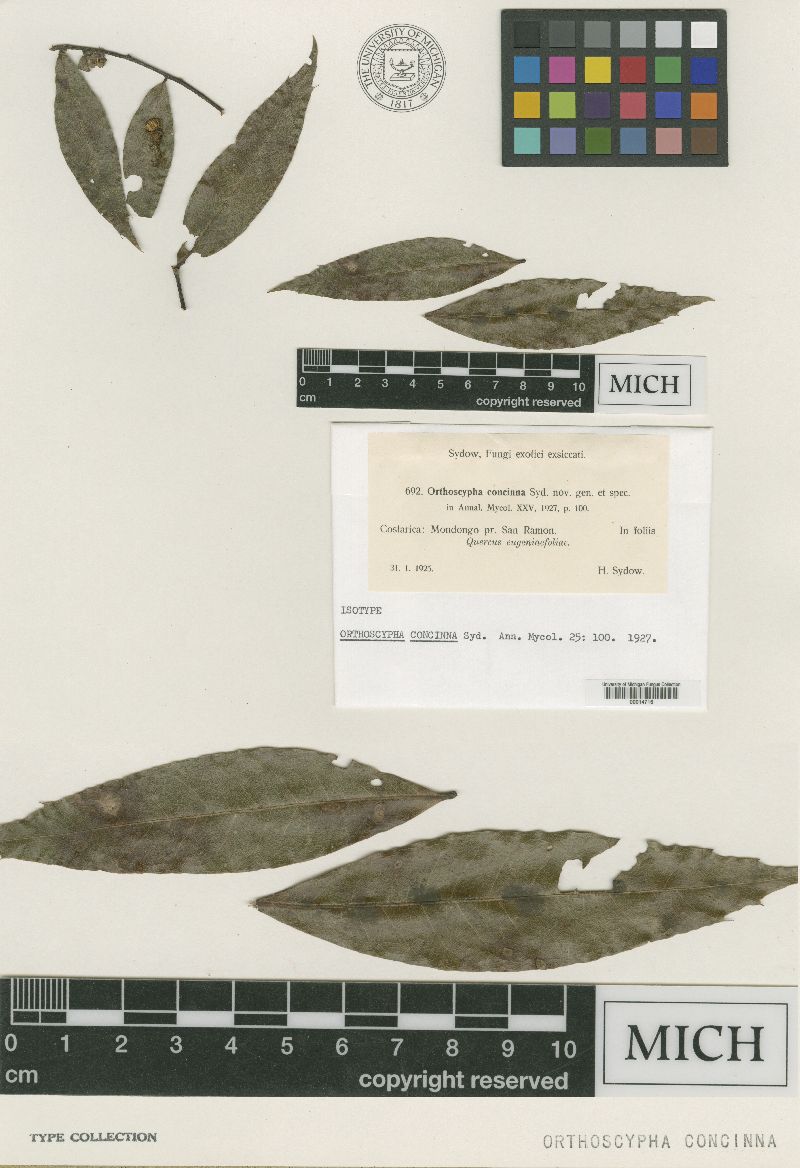 Orthoscypha concinna image