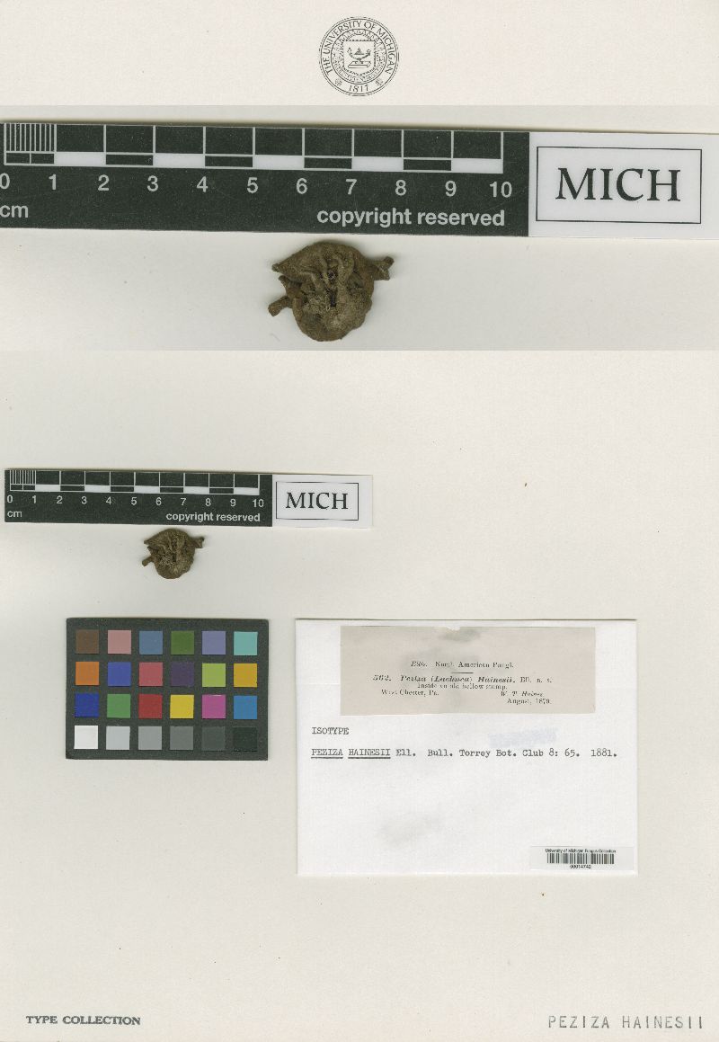 Peziza hainesii image