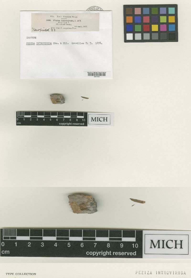 Peziza introviridis image