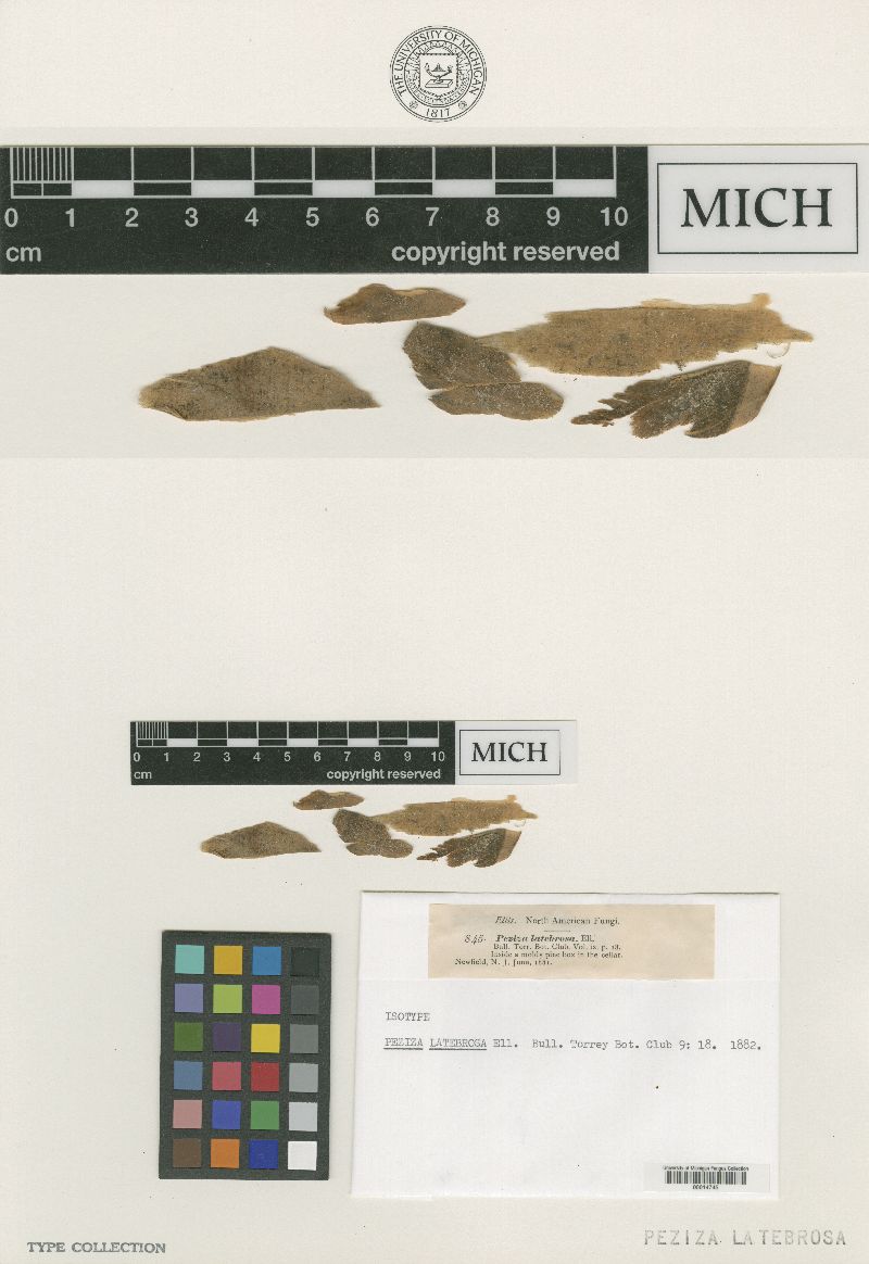 Peziza latebrosa image