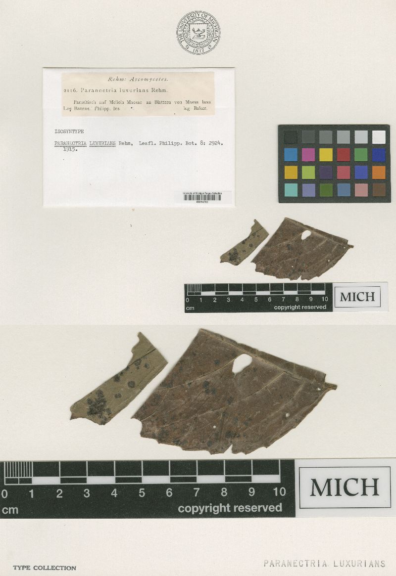 Paranectria luxurians image
