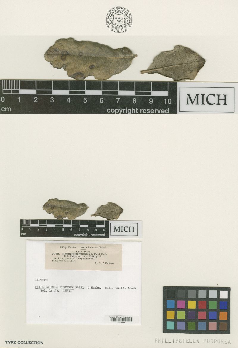 Harknessiella purpurea image