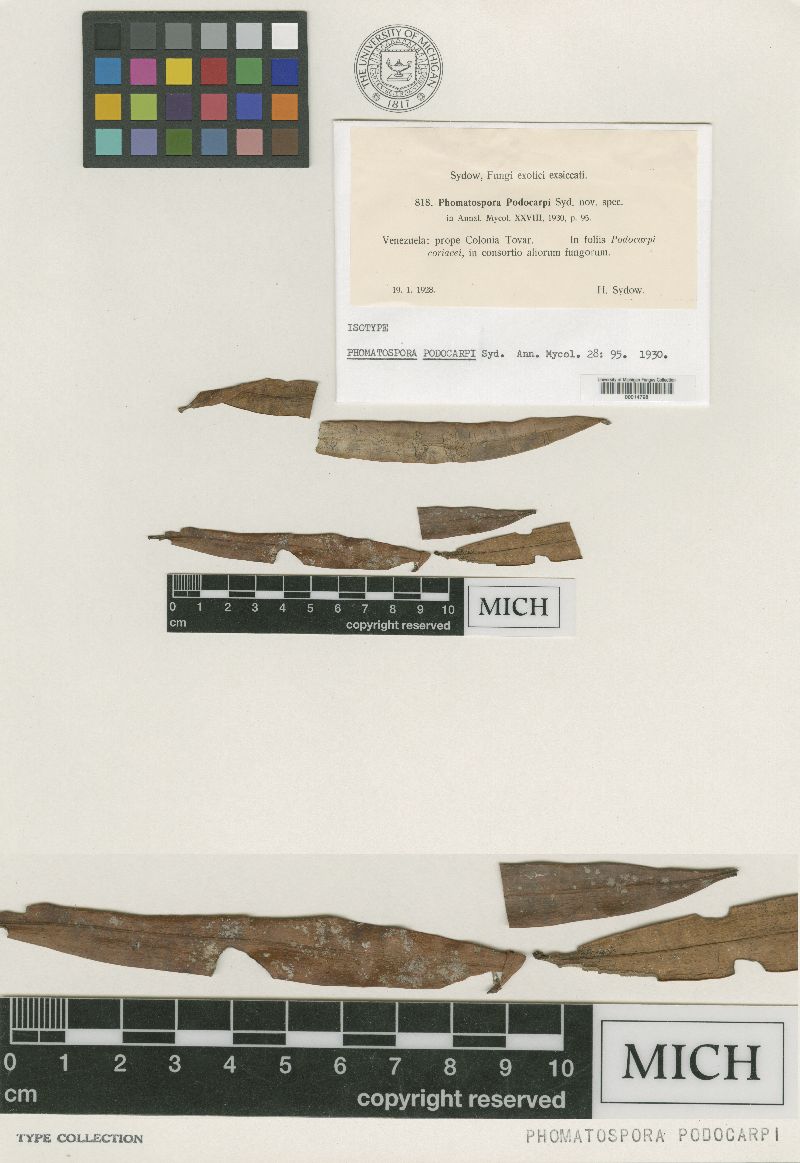 Phomatospora podocarpi image