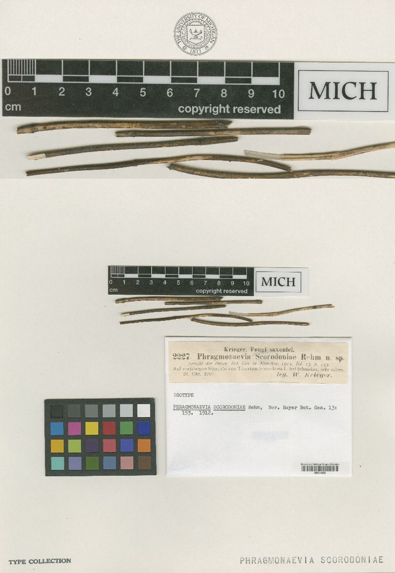 Phragmonaevia scorodoniae image