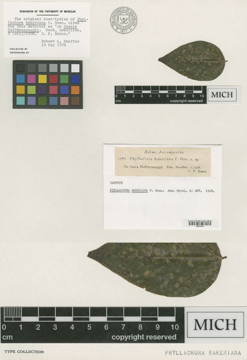 Phyllachora bakeriana image