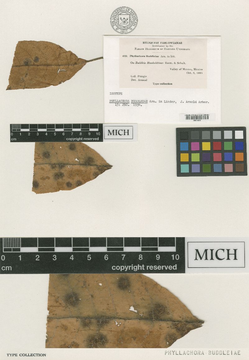 Phyllachora buddleiae image