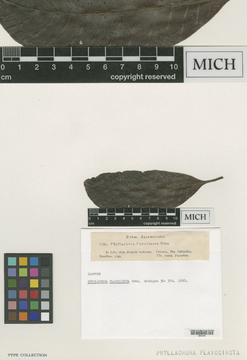 Phyllachora flavocincta image