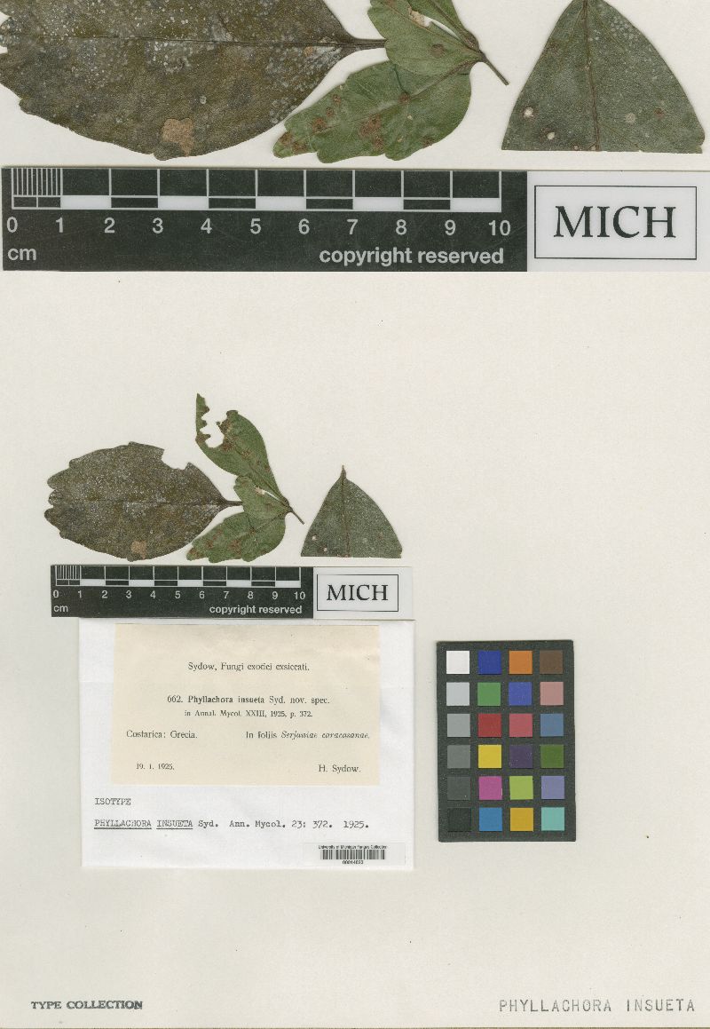 Phyllachora insueta image