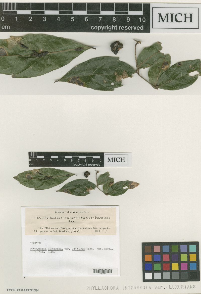 Lohwagia intermedia image