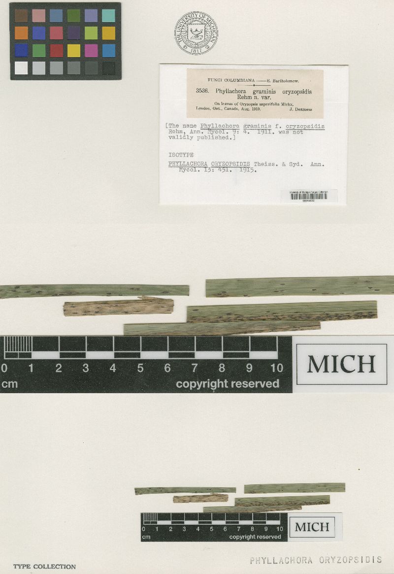Phyllachora oryzopsidis image
