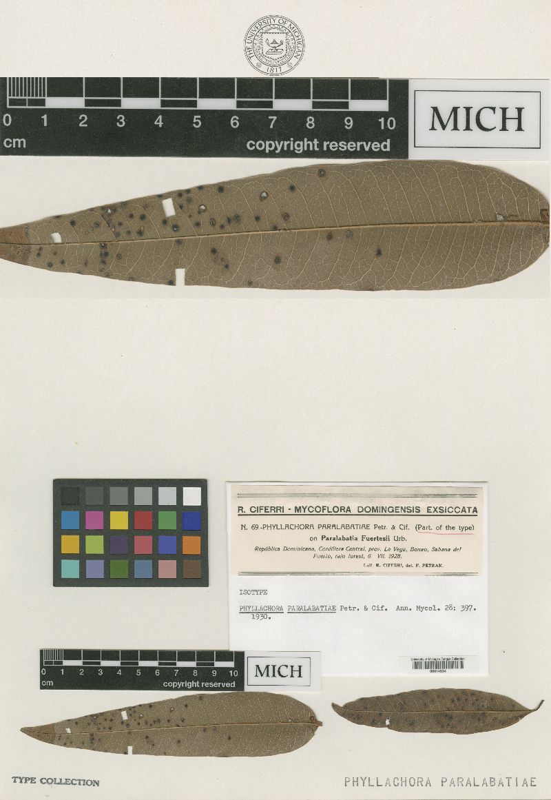 Phyllachora paralabatiae image