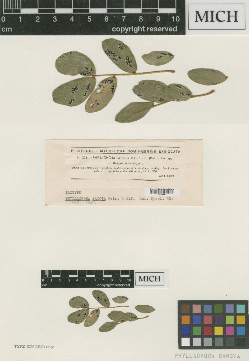 Phyllachora sancta image