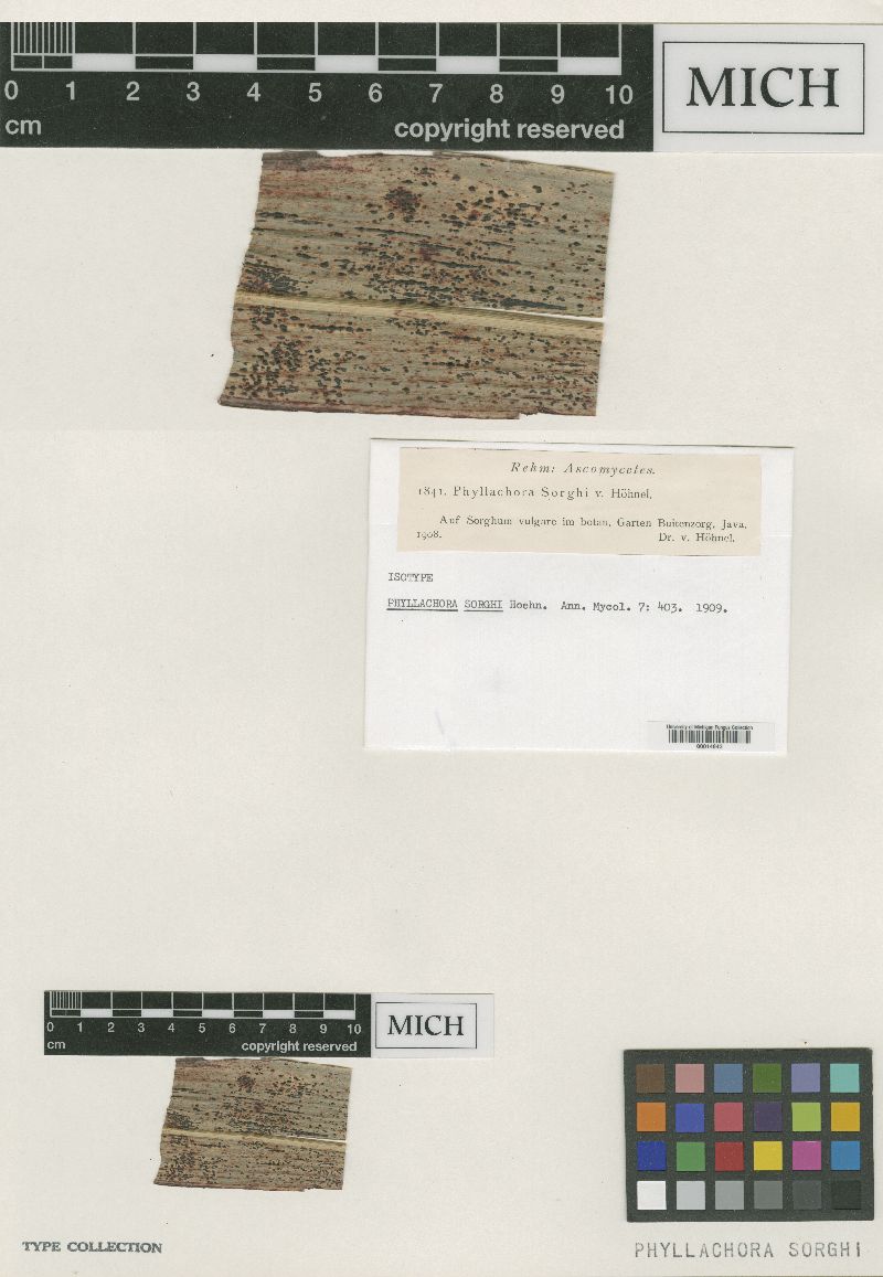 Phyllachora sorghi image