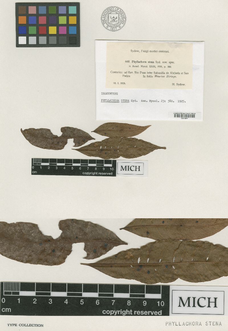 Phyllachora stena image