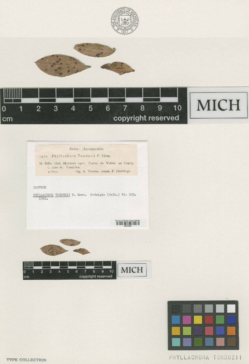 Phyllachora tonduzii image