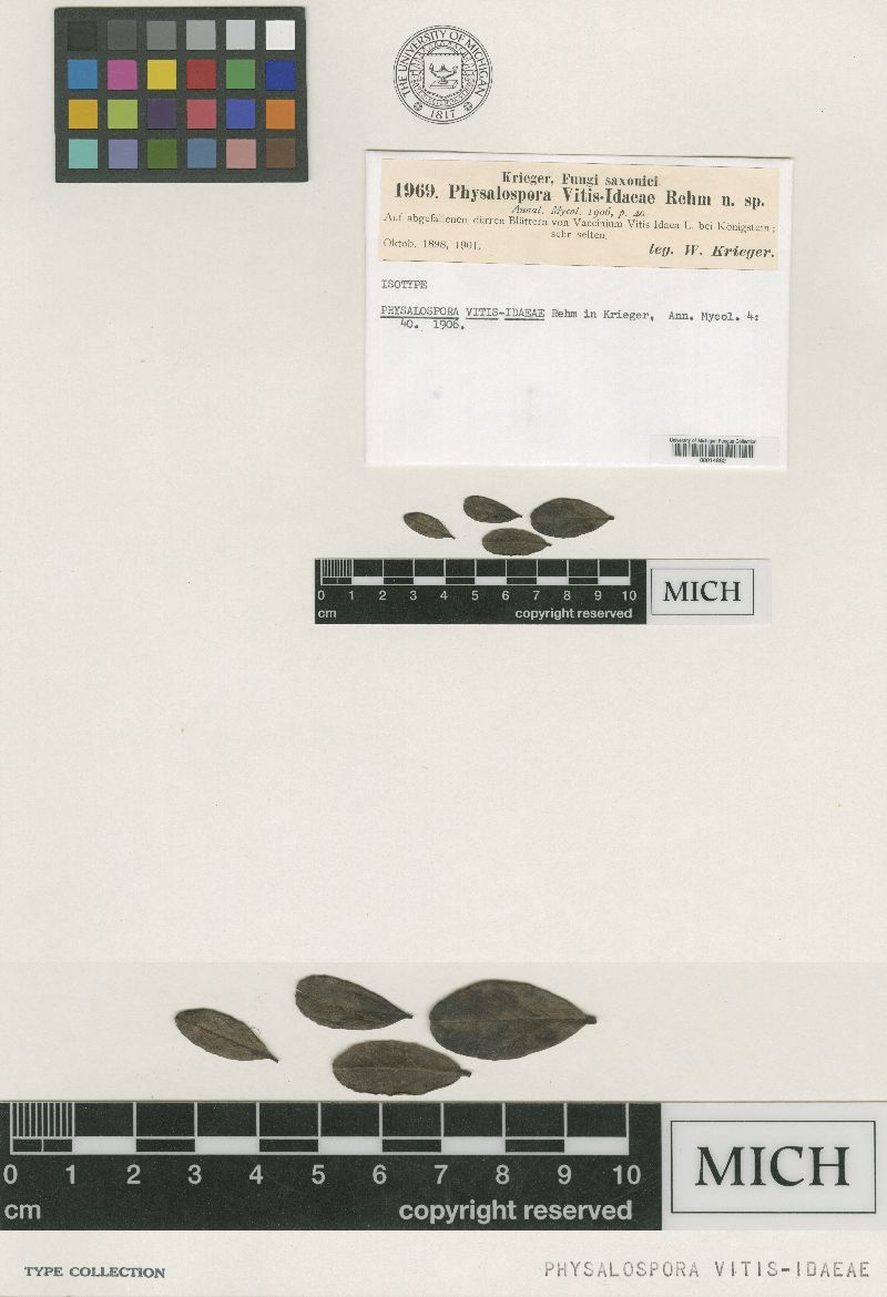 Physalospora vitis-idaeae image