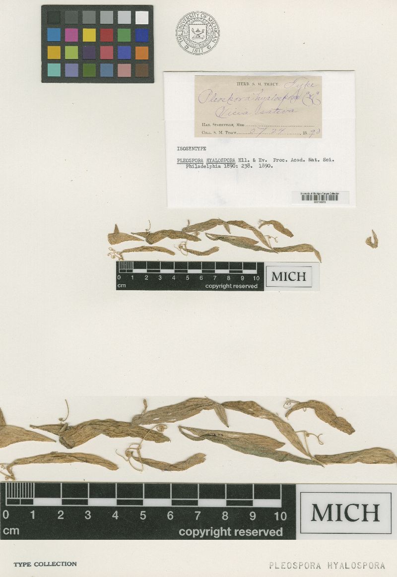 Leptosphaerulina americana image
