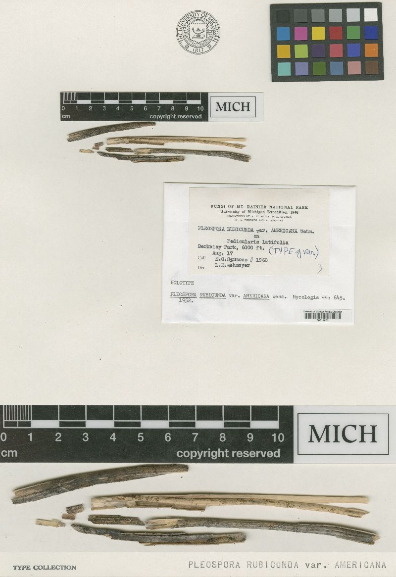 Pleospora rubicunda var. americana image