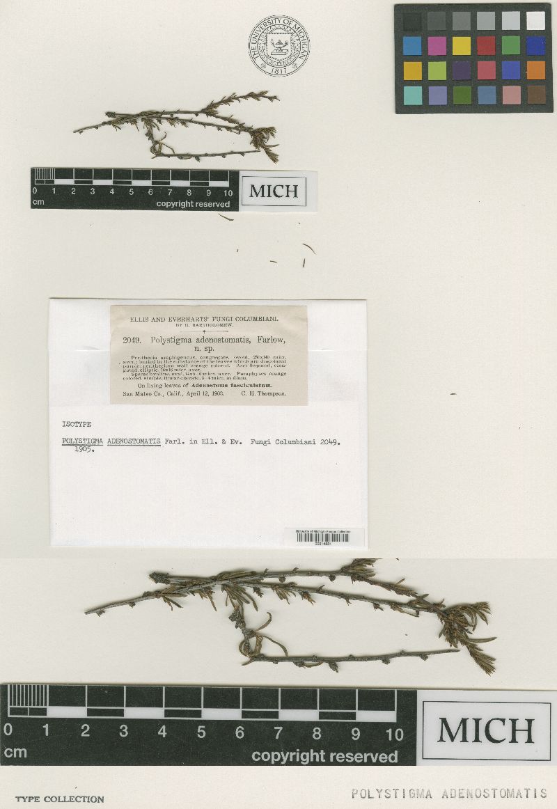 Polystigma adenostomatis image