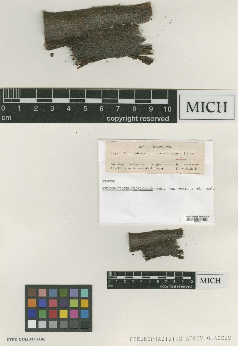 Pseudophacidium atroviolaceum image