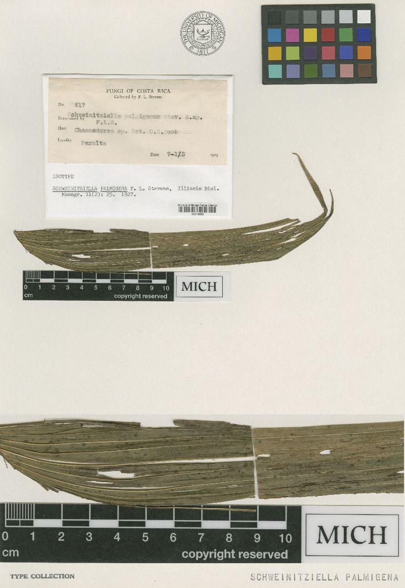Schweinitziella palmigena image