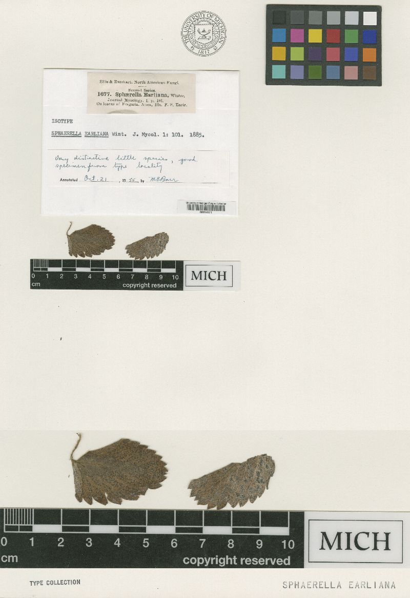 Sphaerella earliana image