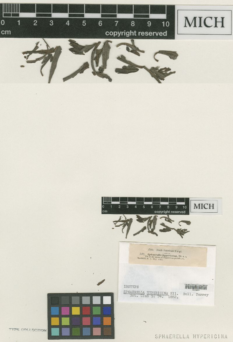 Sphaerella hypericina image