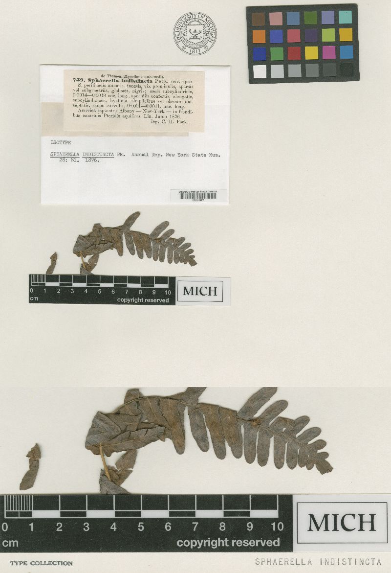 Sphaerella indistincta image
