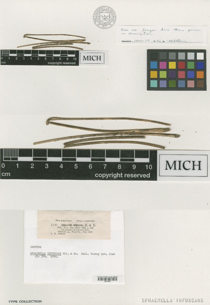 Sphaerella infuscans image