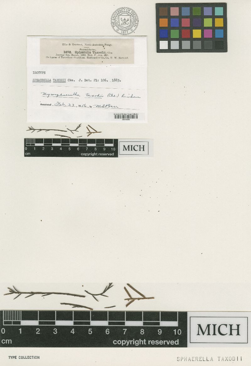 Sphaerella taxodii image