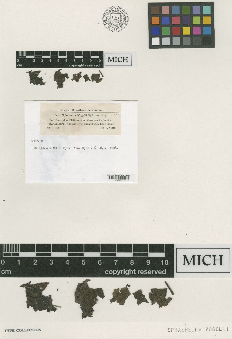 Mycosphaerella vogelii image