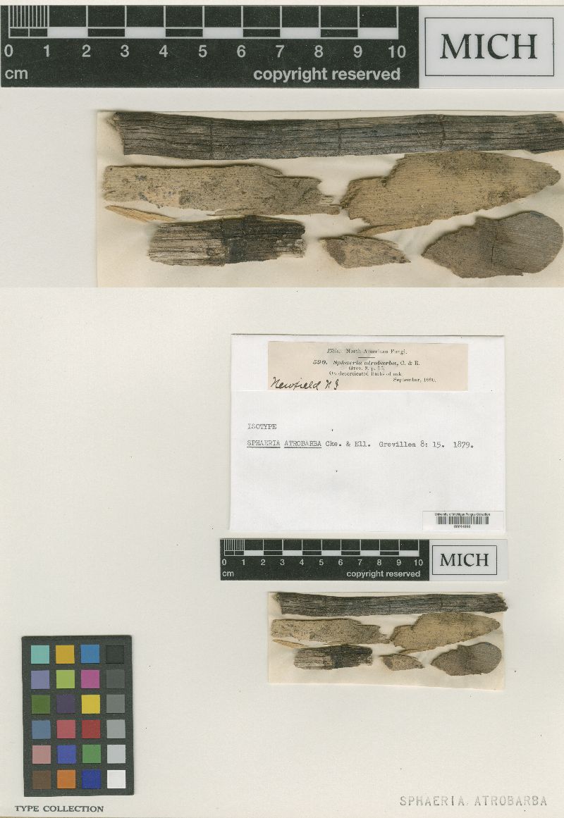 Chaetosphaeria atrobarba image