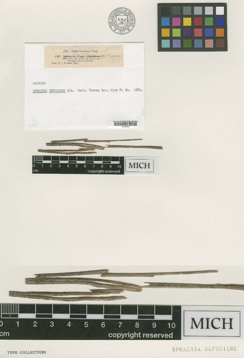 Sphaeria defodiens image