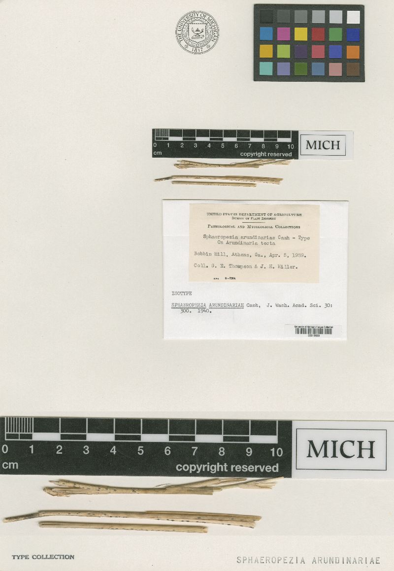 Eupropolella arundinariae image