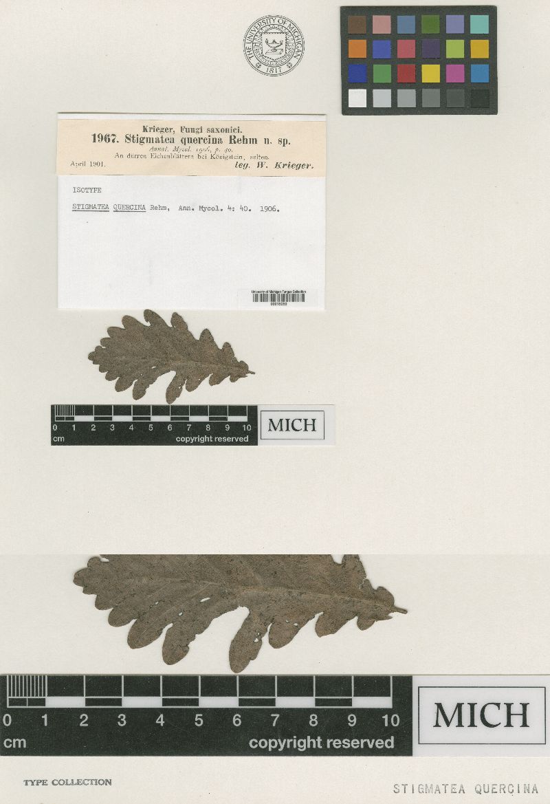 Stigmatea quercina image