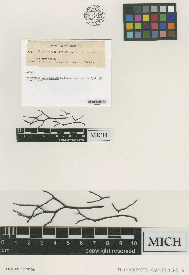 Thamnomyces camerunensis image