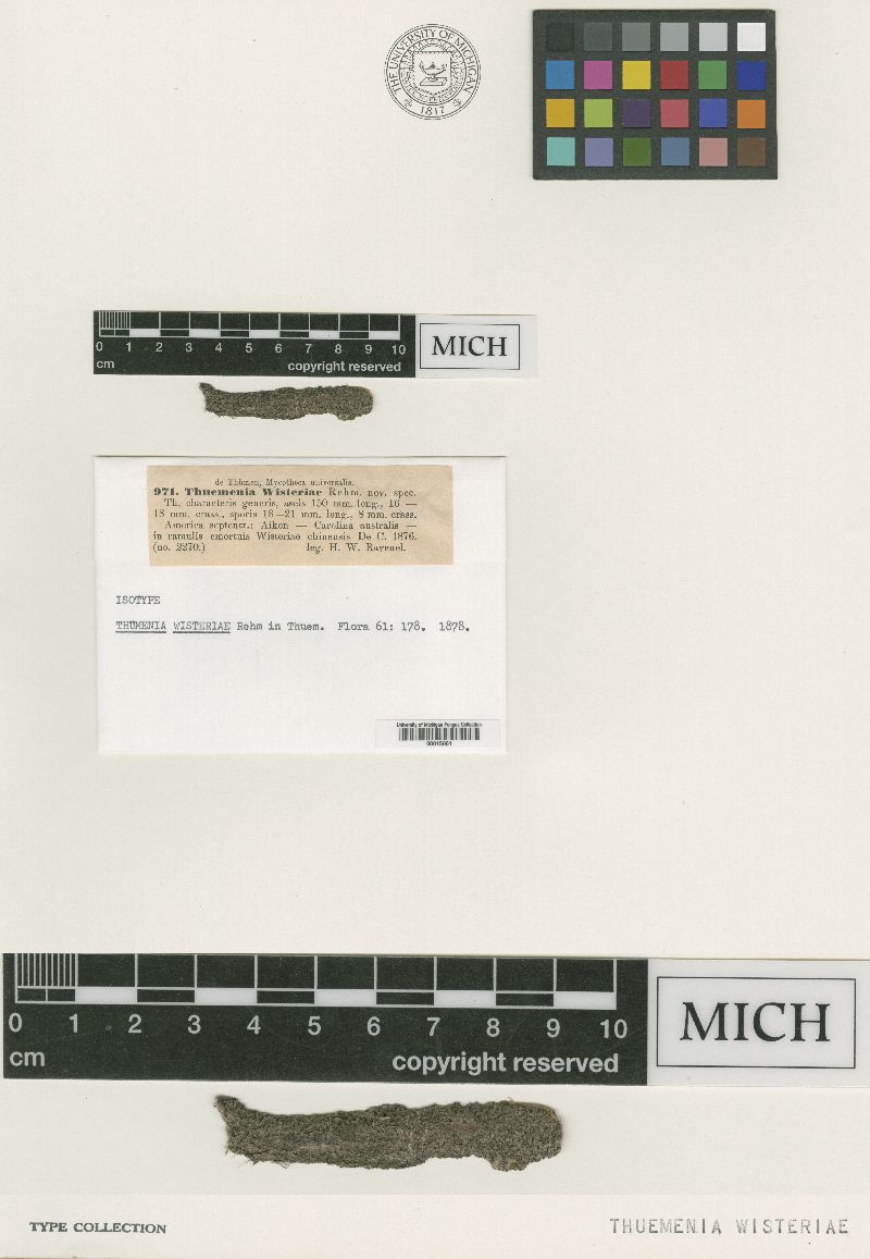 Thuemenia wisteriae image