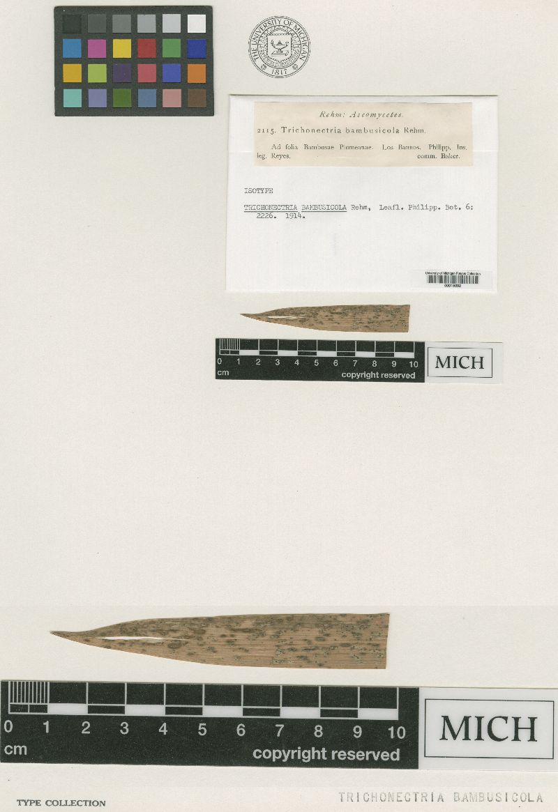 Podonectria bambusicola image