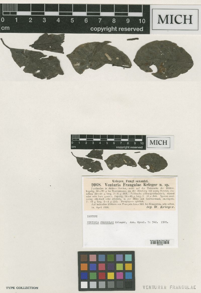 Venturia frangulae image